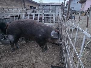 Scroafa Duroc de vânzare  - imagine 3
