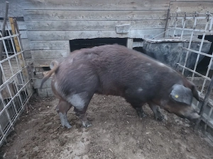 Scroafa Duroc de vânzare  - imagine 2