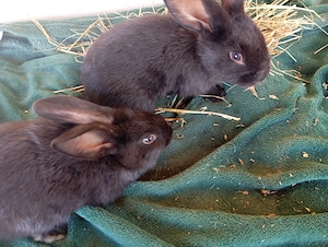 Iepurași Fluture German (varietatea Janet)   50 lei buc