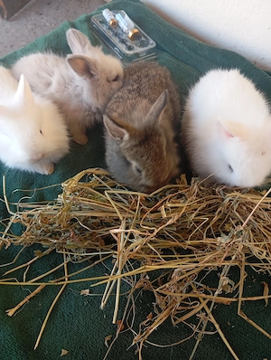  De vânzare iepurași adorabili 