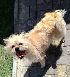 Donez metis - bichon - imagine 5