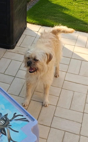 Donez metis - bichon - imagine 3