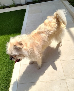 Donez metis - bichon - imagine 2