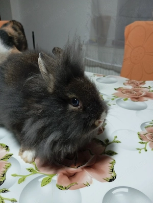 Fetiță iepure   3 luni - imagine 3