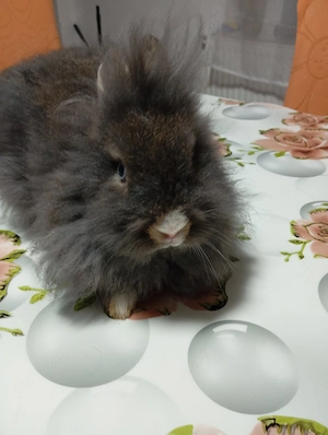 Fetiță iepure   3 luni - imagine 2