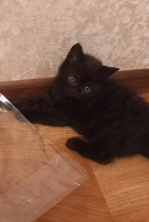 British Bleack  - imagine 5