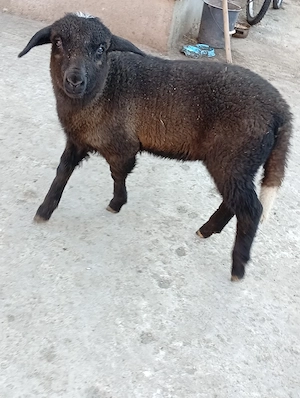 vind miel de carne pt masa de paste  - imagine 3