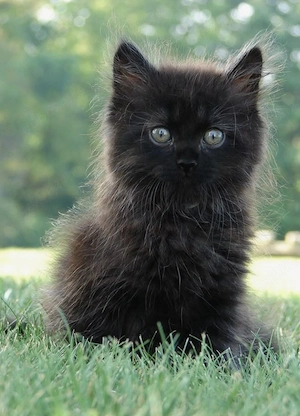 British Bleack  - imagine 2