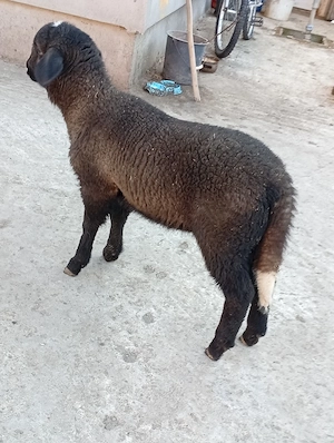 vind miel de carne pt masa de paste  - imagine 4