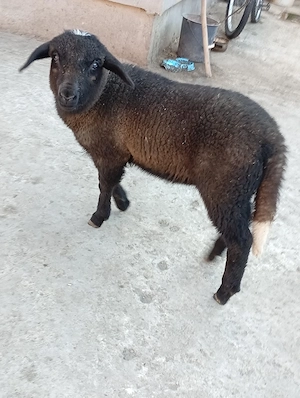 vind miel de carne pt masa de paste  - imagine 2