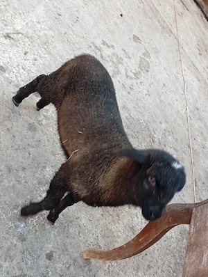 vind miel de carne pt masa de paste  - imagine 5