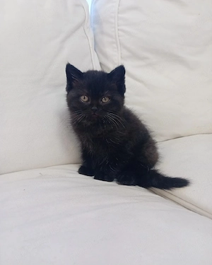 British Bleack  - imagine 4