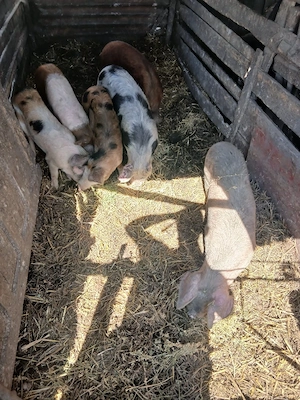 De Vânzare 6 bucăți 40 45 50 kg unul  - imagine 5