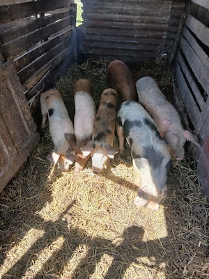 De Vânzare 6 bucăți 40 45 50 kg unul 