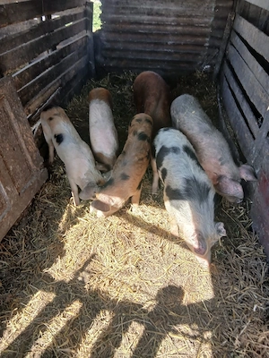 De Vânzare 6 bucăți 40 45 50 kg unul  - imagine 3