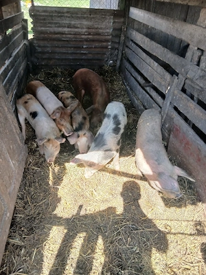 De Vânzare 6 bucăți 40 45 50 kg unul  - imagine 2