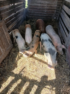 De Vânzare 6 bucăți 40 45 50 kg unul  - imagine 4