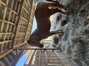 Vând Armăsar semigreu