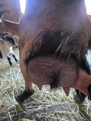 vand capra cu iada  - imagine 3