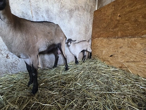 vand capra cu iada  - imagine 2