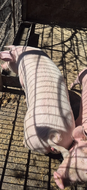 Purcele de vanzare Marele Alb-Landras cu Pietrain - imagine 4