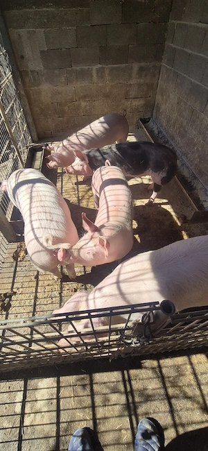 Purcele de vanzare Marele Alb-Landras cu Pietrain - imagine 2