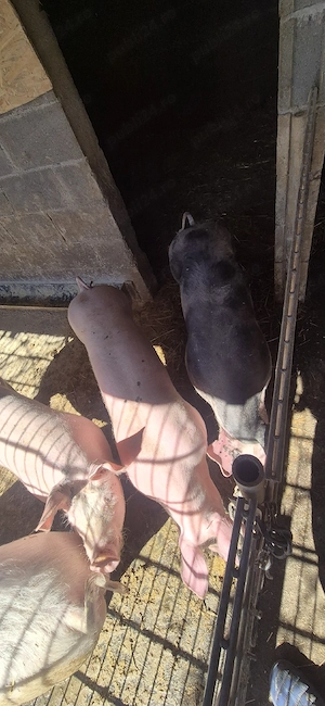 Purcele de vanzare Marele Alb-Landras cu Pietrain - imagine 3