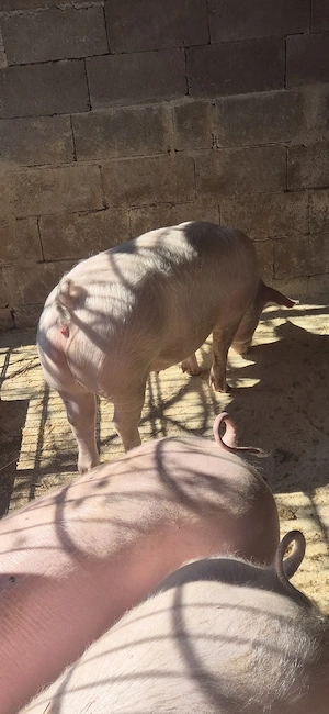 Purcele de vanzare Marele Alb-Landras cu Pietrain - imagine 5