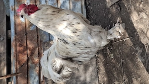 Vand Cocosi de țară greutate 6 kg 