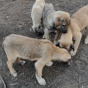 Pui Kangal