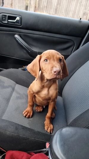 Viszla cățel  - imagine 4