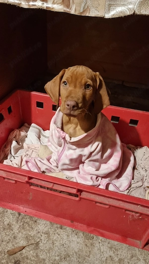 Viszla cățel  - imagine 3