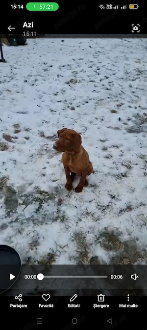 Viszla cățel  - imagine 2