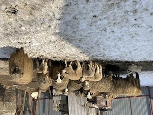 Mielu ții de vinzare - imagine 2