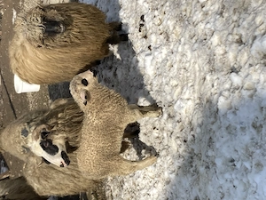 Mielu ții de vinzare