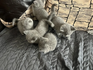 Vand pui British shorthair  - imagine 5