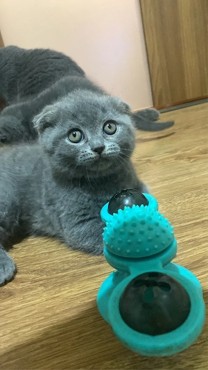 pui scottish fold blue - imagine 5