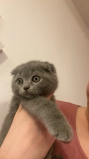  masculi scottish fold
