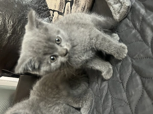 Vand pui British shorthair  - imagine 4