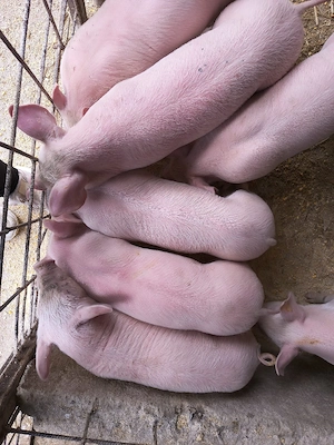 Purcei de 6 săptămâni  - imagine 2