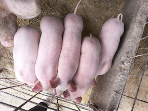 Purcei de 6 săptămâni 