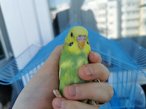 Pui peruș + colivie noua, accesorii si semințe 