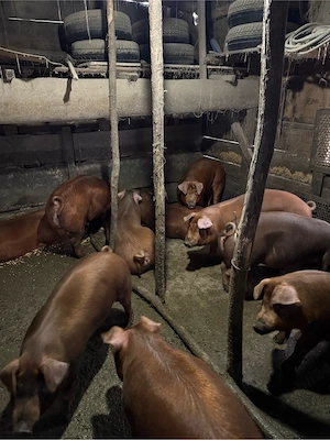 scrofițe de vânzare Duroc în Luduș  120kg - imagine 2