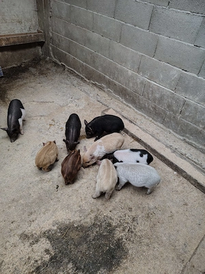 Porci vietnamezi  - imagine 4