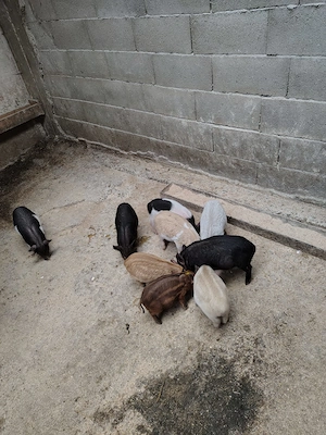 Porci vietnamezi  - imagine 5