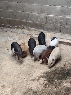 Porci vietnamezi  - imagine 3