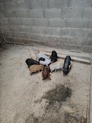 Porci vietnamezi  - imagine 2