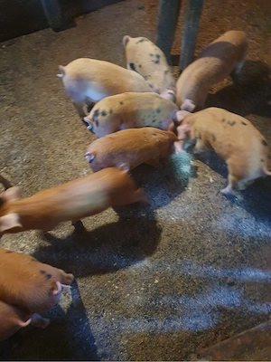 Vând 10 purcei  - imagine 3