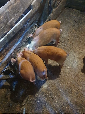 Vând 10 purcei  - imagine 4