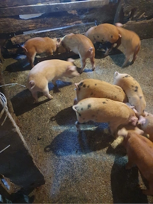 Vând 10 purcei  - imagine 2